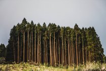 Paysage de lisière de bois avec de grands arbres verts sous un ciel sombre . — Photo de stock