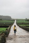 Visão traseira da mulher turística com mochila andando na estrada em campos verdes . — Fotografia de Stock