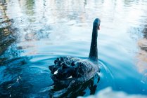 Черный лебедь плавает в пруду в парке . — стоковое фото