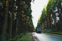 Big truck driving on asphalt road through green forest in sunny day. — Stock Photo