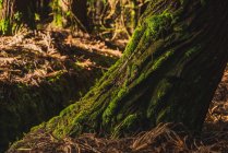 Big tree trunk with green moss in sunny forest. — Stock Photo