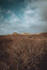 Piante secche sul campo sotto un paesaggio nuvoloso drammatico — Foto stock