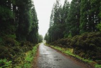 Vista prospectiva da longa estrada molhada vazia correndo entre árvores verdes de floresta assustadora . — Fotografia de Stock