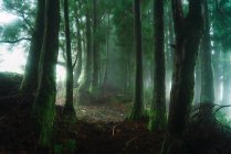 Floresta verde nebulosa com árvores altas — Fotografia de Stock