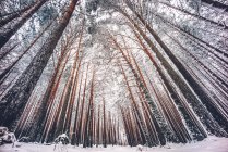 Вид знизу снігових стовбурів дерев у зимовому лісі — стокове фото