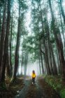 Вид сзади женщины, идущей в туманном лесу — стоковое фото