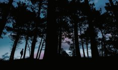 Silhouette einer Person, die abends im dunklen Wald steht. — Stockfoto