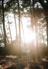 Couple embracing in sunny forest — Stock Photo