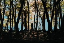 Silhouette einer nicht wiederzuerkennenden Person, die an sonnigen Tagen im Wald steht. — Stockfoto