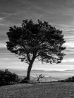 Mann steht auf der Hand und trickst Baum in der Natur aus. — Stockfoto