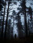 Silueta espeluznante de pie en el oscuro bosque de niebla . - foto de stock