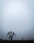 Seitenansicht einer Person, die bei nebligem Tag an einem Baum auf einem Feld steht. — Stockfoto