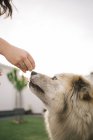 Cortar mão feminina acariciando grande cão — Fotografia de Stock