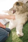 Crop unrecognizable person stroking big dog on lawn in sunny day. — Stock Photo