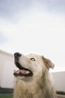 Cute dog with blue eyes over sky — Stock Photo