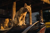Carino gatto pallido seduto sulla moto e guardando lontano dalla strada — Foto stock