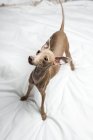 Портрет итальянской собаки Грейхаунд, стоящей на кровати и смотрящей в сторону — стоковое фото