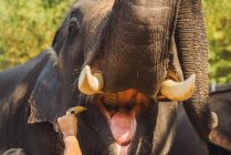 Erntehand mit Bananen fütterndem Elefanten — Stockfoto