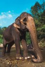 Vista lateral do grande elefante em pé no pequeno rio no dia ensolarado . — Fotografia de Stock