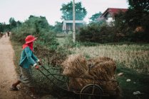 LAOS, 4000 ISLAS ÁREA: Campesino llevando plantas secas en el carro mientras camina por la aldea . - foto de stock