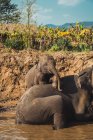 Elefantenkind klettert auf dem Rücken der Eltern in Fluss — Stockfoto