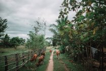 Mandria di mucche marroni che camminano su strada di bel villaggio . — Foto stock