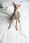 Porträt eines italienischen Windhundes, der auf dem Bett sitzt und in die Kamera schaut — Stockfoto