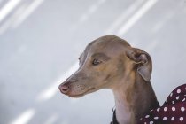 Portrait of little italian greyhound dog over white wall — Stock Photo