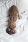 Italian Greyhound dog sitting on bed and biting toy — Stock Photo
