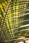 Fotograma completo de hoja de palma verde retroiluminada - foto de stock