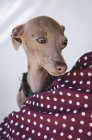 Ritratto di piccolo cane levriero italiano in posa con tessuto fantasia a pois — Foto stock