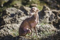 Pequeno cão de galgo italiano na praia ensolarada . — Fotografia de Stock