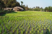 Landschaft mit sonnenbeschienenen Reisfeldern und Landhaus im Hintergrund — Stockfoto