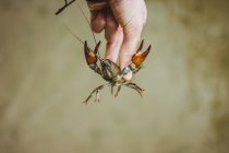 Mão de colheita segurando lagostins no ar — Fotografia de Stock