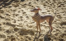 Little Italian Greyhound dog wearing scarf standing on sand — Stock Photo