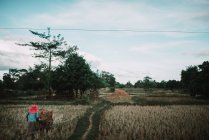 Visão traseira do camponês asiático com carrinho no campo — Fotografia de Stock