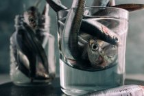 Close up view of fresh anchovies in glass of water — Stock Photo