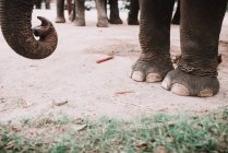 Abgeschnittenes Bild von Elefantenrüssel und -beinen — Stockfoto