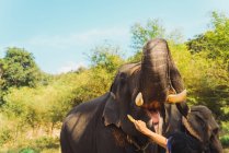 Crop person feeding elephant with banana at nature — Stock Photo