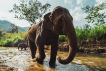 Elefante de pé saindo do pequeno rio em dia ensolarado . — Fotografia de Stock