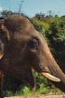 Vista lateral da cabeça de elefante no dia ensolarado . — Fotografia de Stock