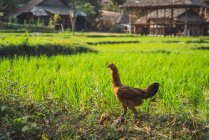 Hahnenwanderung auf dem Hintergrund eines orientalischen Dorfes — Stockfoto