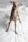 Итальянская собака Грейхаунд стоит на кровати и смотрит вверх — стоковое фото
