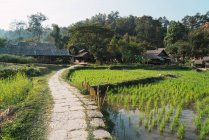 Caminho pequeno pelo campo de arroz na aldeia oriental — Fotografia de Stock