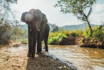 Big elephant walking out of small river in sunny day. — Stock Photo