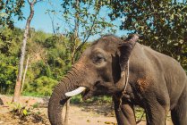 Vista lateral de elefante grande en la naturaleza - foto de stock
