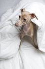 Porträt eines italienischen Windhundes in Bettdecke gewickelt — Stockfoto