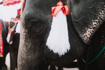 Großaufnahme großer Elefant mit weißer Pinseldekoration. — Stockfoto
