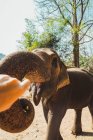 Elefante extendiendo tronco a la mano del fotógrafo - foto de stock