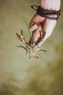 Mão de colheita com pulseiras segurando lagostins no ar — Fotografia de Stock